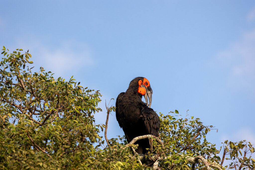 Imbali Newsletter May 2026 Ground Hornbill1