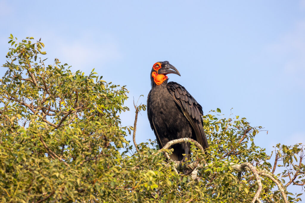 Imbali Newsletter May 2026 Ground Hornbill3