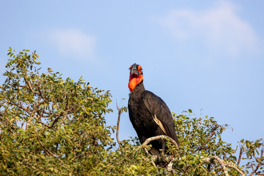 Imbali Newsletter May 2026 Ground Hornbill4